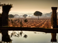 Chateau de Beaucastel Wine Cellar