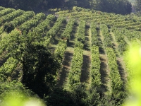 Chateau de Beaucastel Wine Cellar