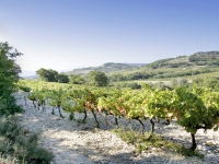 Chateau de Beaucastel Wine Cellar