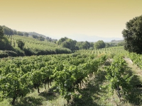 Chateau de Beaucastel Wine Cellar