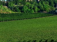 Marchese Antinori Wine Cellar – Italy